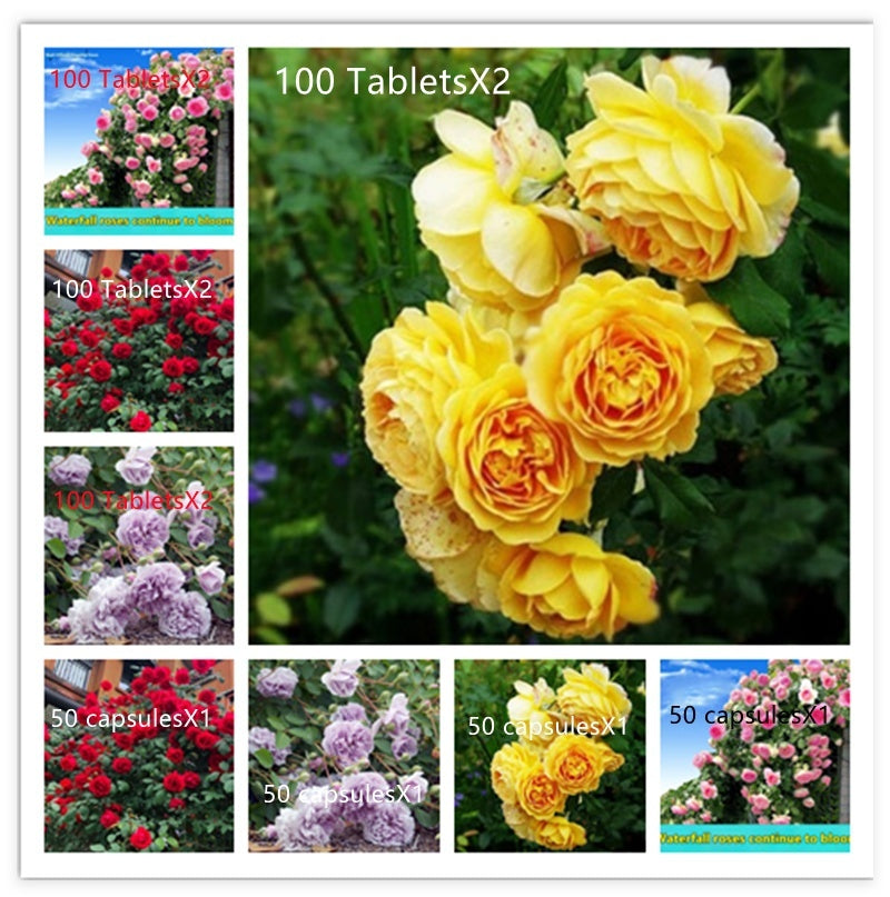 Climbing Wall Rose Seed Seeds Four Seasons Planting Outdoor Garden Flower Seeds